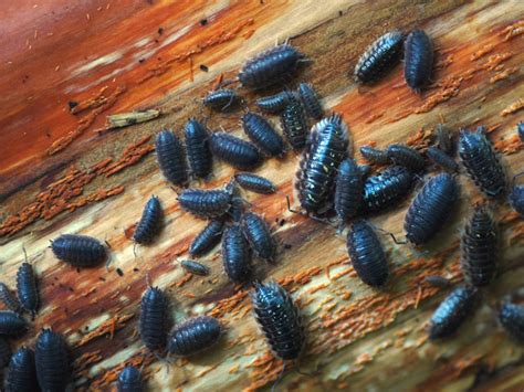 This area is reserved for your financial institution to use for recording and documenting the processing of the check, not for the consumer. Get Rid of Pill Bugs (Rollie Pollies) - Pill bug Pest Info