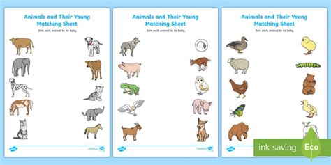 Animals Worksheet Animals And Their Young Twinkl