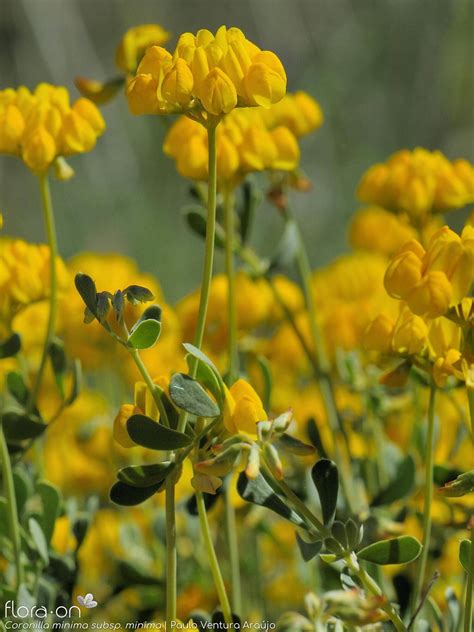 Coronilla Minima Flora On