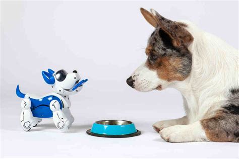 Robot Dog Vs Real Dog Are Robot Dog Toys Worthy Replacement Of Dogs