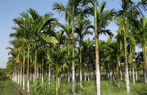 Palmier Producteur De Noix D Arec - Areca, le palmier aux noix d'arec : plantation, culture, entretien
