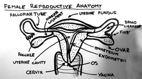 Female Reproductive System Diagram Educative Diagrams The Female