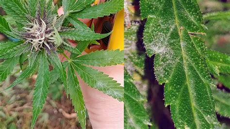 How to Deal with Common Cannabis Plant Pathogens: Powdery Mildew ...