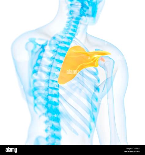 Human Shoulder Blade Illustration Stock Photo Alamy