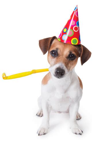 This intense level of exposure can backfire and cause the anxiety to become worse. Jack Russell Dog Wearing A Party Hat With A Party Whistle ...