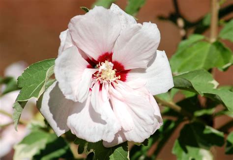 Top 10 Late Summer Flowering Shrubs