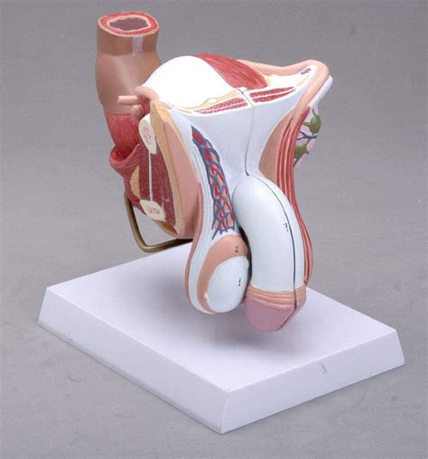 Modelo Anatómico Profesional De Órganos Genitales Masculinos Tamaño
