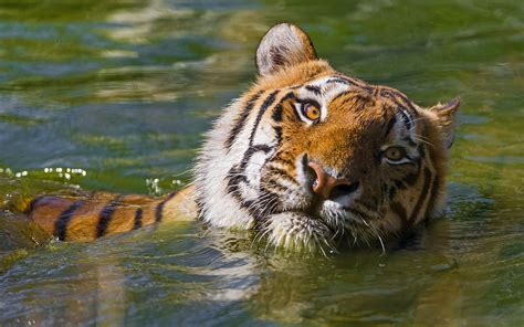 Фотографии тигр Большие кошки Вода смотрит животное 1920x1200