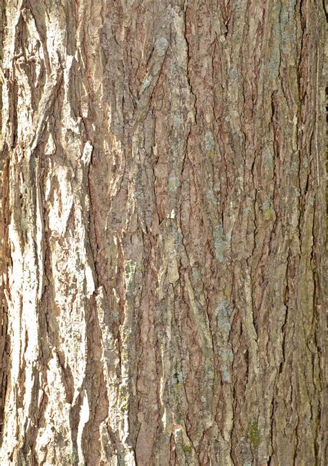 Free Stock Photo Of Bark Of American Elm Download Free Images And
