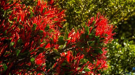 Where can i get mistletoe in oxford? Mistletoe: Native plants