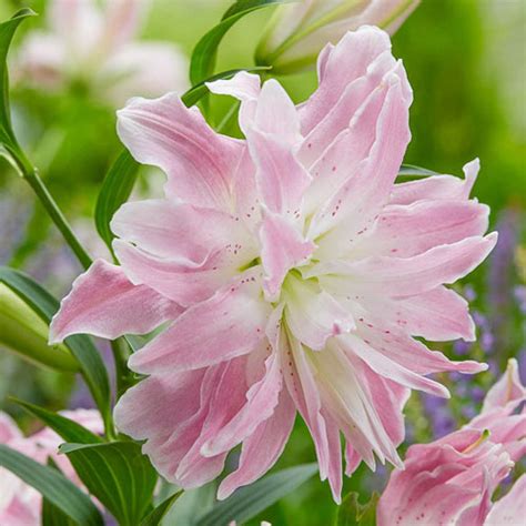 Lotus Elegance Lily Brecks Premium Bulbs