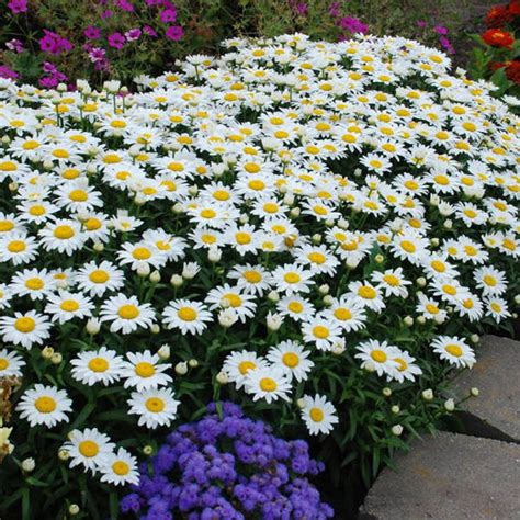 Shasta Daisy Growing And Caring For Shasta Daisy Flowers Garden Design