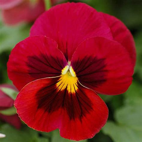 50 Giant Red Pansy Seeds Welldales