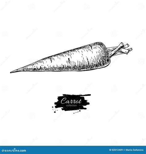 Carrot Hand Drawn Vector Illustration Isolated Vegetable Engrav Stock