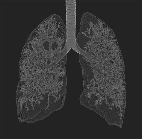 Lungs Behance