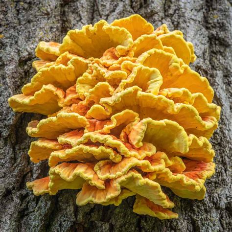 Chicken Of The Woods Forager Chef