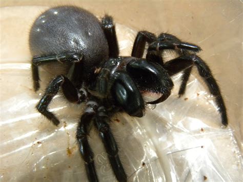 5 Most Venomous Australian Spiders To Avoid With Pictures And Ranked