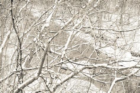 Tree Branches Covered In Freshly Fallen Snow Stock Image Image Of