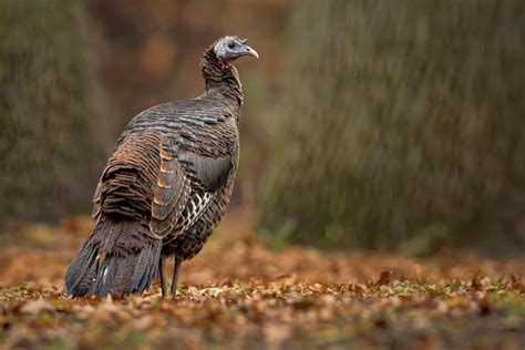 How To Hunt Fall Turkeys Without Breaking Up The Flock Field And Stream