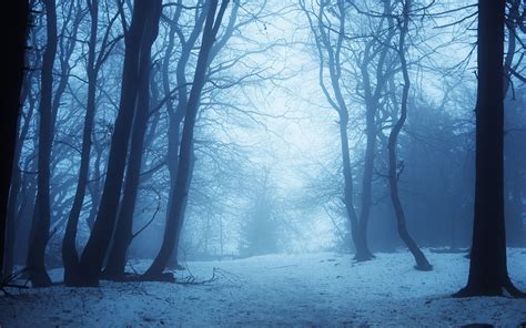 Fog In Winter Forest Wallpapers And Images Wallpapers Pictures Photos