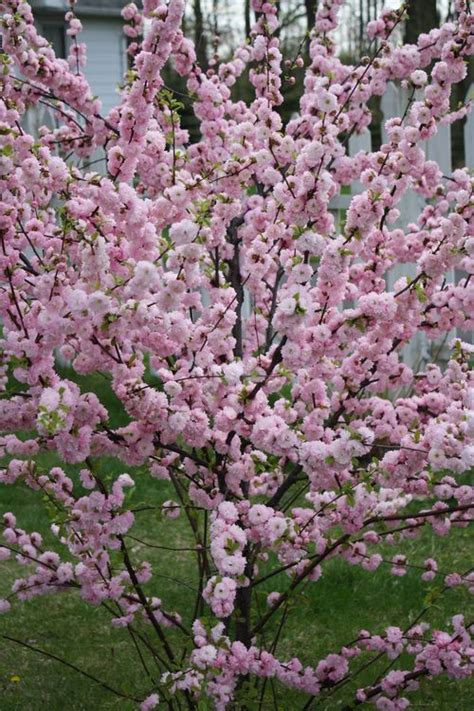 Check spelling or type a new query. Double Flowering Plum Tree
