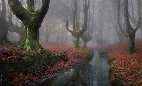 20 Most Beautiful Forests In The World