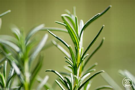 Why You Should Grow Rosemary