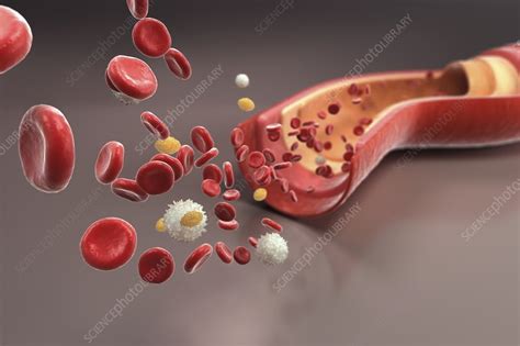 Blood Vessel With Cells Artwork Stock Image C0204564 Science