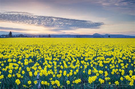 Skagit Valley Daffodils Snow Geese Alan Majchrowicz Photography