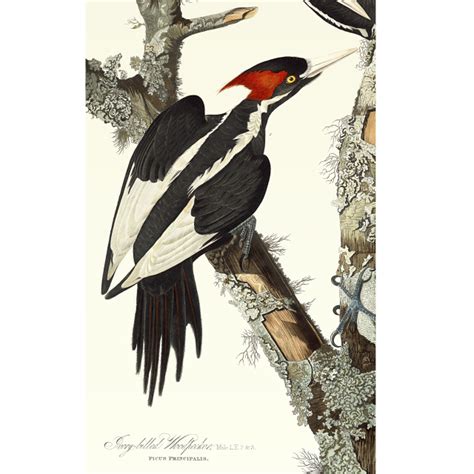audubon ivory billed woodpecker