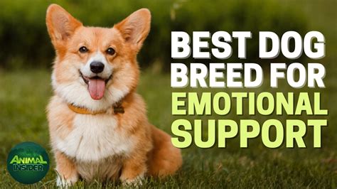 Top 10 Best Emotional Support Dog Breeds News