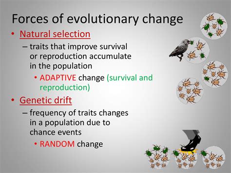 Forces Of Evolutionary Change • Natural Selection • Genetic Drift