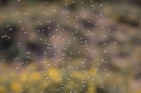 How To Stop Gnats From Flying Around You Quora