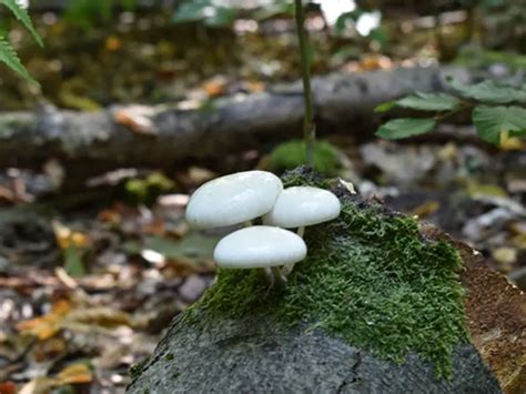 Can Fungi Eat Rocks And Metal Mushroom Flow