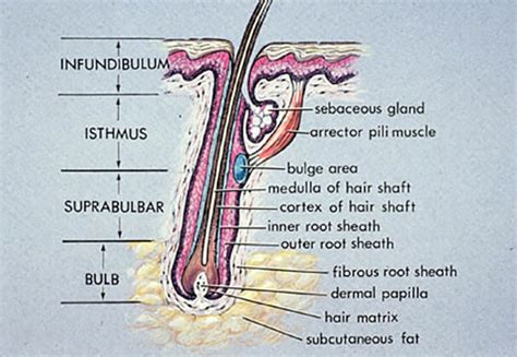 Anatomy Of Hair Follicle Hair Loss Basics Medlinks