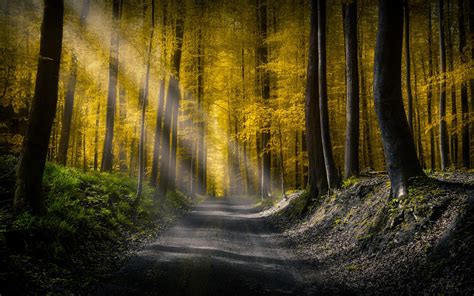 3840x2400 Forests Roads Rays Of Light 5k 4k Hd 4k Wallpapers Images