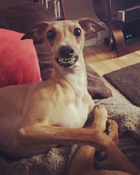 Usda licensed commercial breeders account for less than 20% of all breeders in the country. Oh my dog...look at that smile | Italian greyhound, Dogs, Greyhound