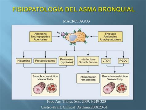 PPT Fisiopatología del asma bronquial PowerPoint Presentation free download ID