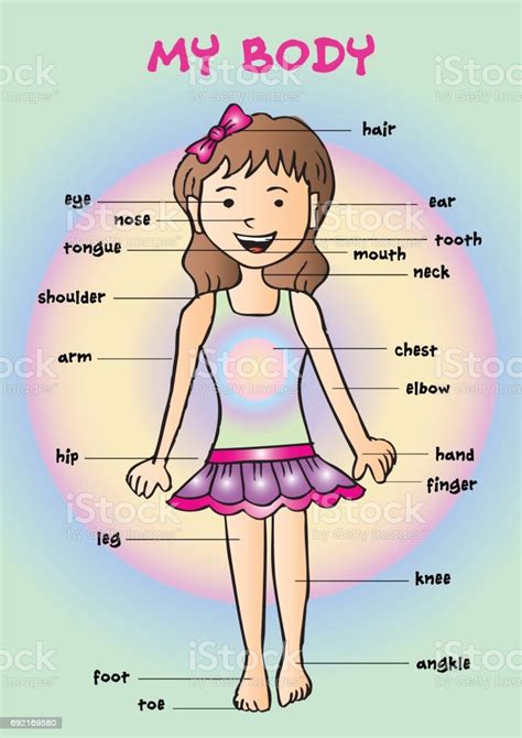 My Body Educational Info Graphic Chart For Kids Showing