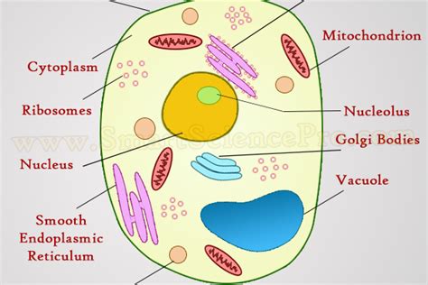 Biology Pieces • Page 4 Of 4 • Smart Science Pro