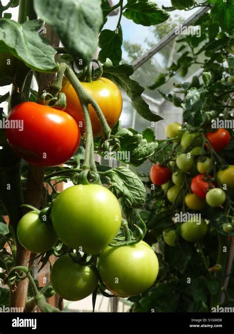Home Grown Tomatoes In A Greenhouse Stock Photo Alamy