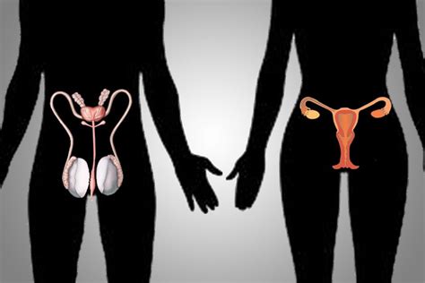 Female And Male Reproductive System Organs Diagram Function And Working