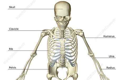 The Bones Of The Upper Body Stock Image F0017914 Science Photo Library
