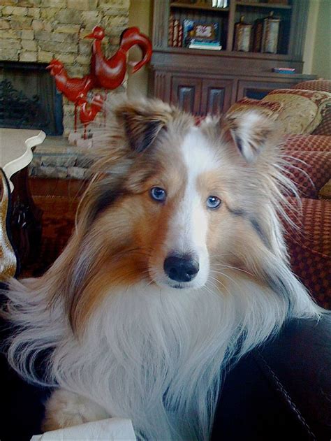 If two merle dogs are bred, puppies can possibly inherit a merle gene from each parent creating a. Beautiful Blue eyed Sable Merle Sheltie. Call me shilo ...