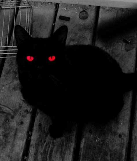 The Demon Creepy Cat Cat Aesthetic Scary Cat