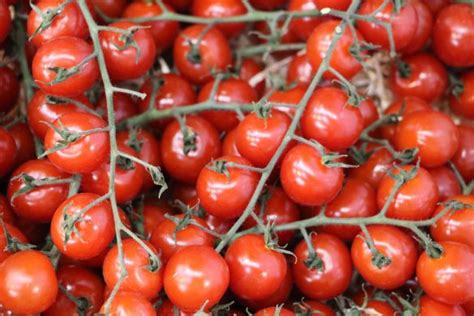 Tomate Philovita Infos Zu Geschmack Und Anbau Der Cherrytomate