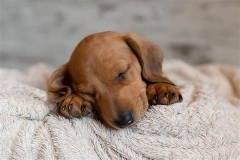 How Long Do Dachshund Puppies Sleep