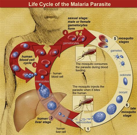 Malaria Life Cycle Of The Malaria Parasite Entomology Today
