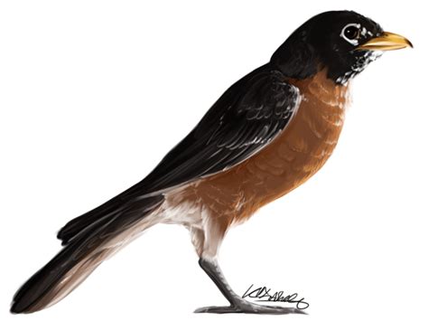 American Robin Png Images Transparent Free Download