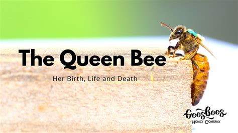 The Queen Bee Her Birth Life And Death